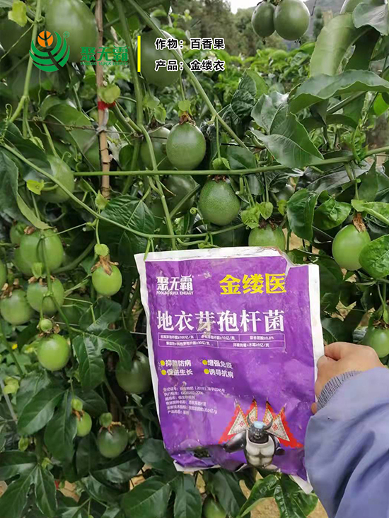 金缕d芽孢杆?聚无?.jpg